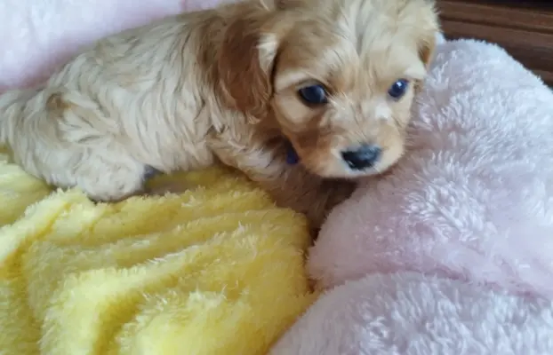 Piekne sunie Cavapoo 3