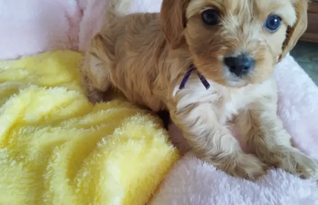 Piekne sunie Cavapoo 5
