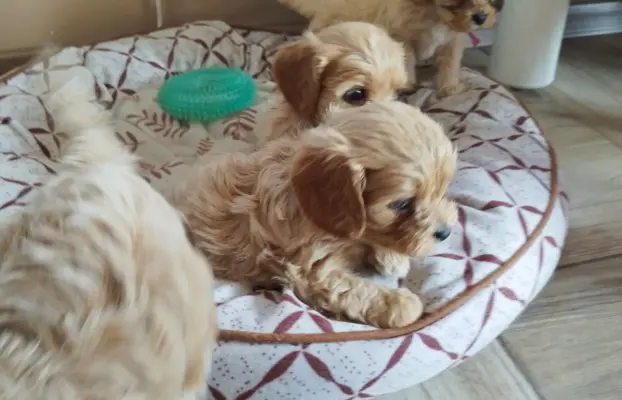 Piekne sunie Cavapoo 6