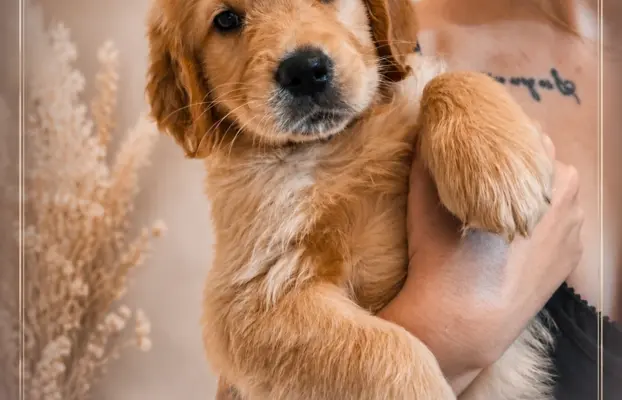 Golden retriever po przebadanych rodzicach gotowe do odbioru 3