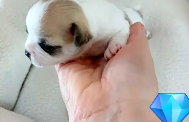 Wyjątkowy Liliowy Chłopczyk 10