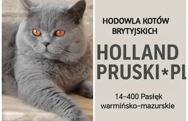 Kotka brytyjska odbiór koniec września można rezerwować 4