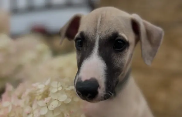 Chart Angielski WHIPPET ZKwP/FCI 8