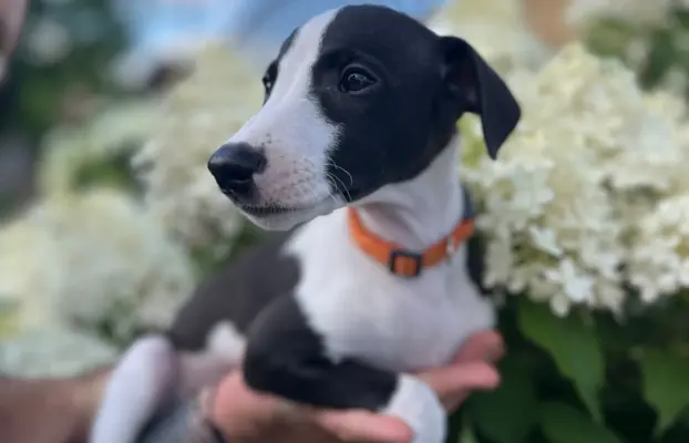 Chart Angielski WHIPPET ZKwP/FCI 11