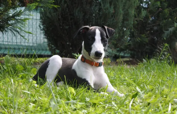 Chart Angielski WHIPPET ZKwP/FCI 12