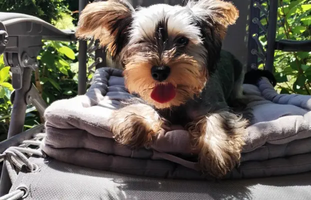 Yorkshire terrier suczka 3
