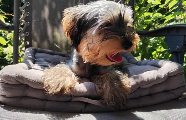 Yorkshire terrier suczka 4