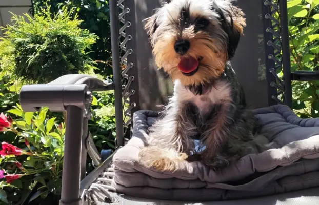 Yorkshire terrier suczka 5