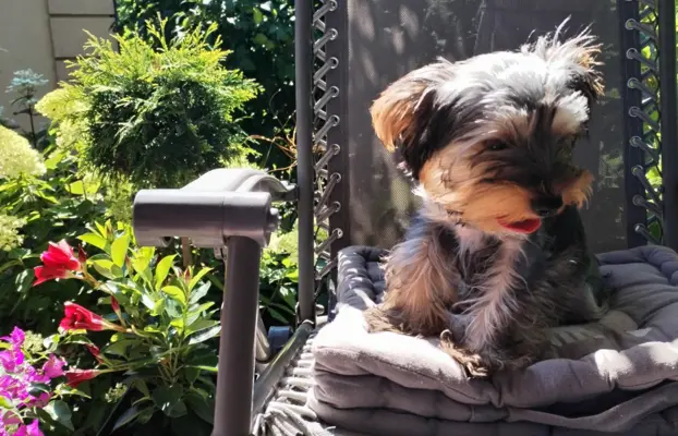 Yorkshire terrier suczka 6