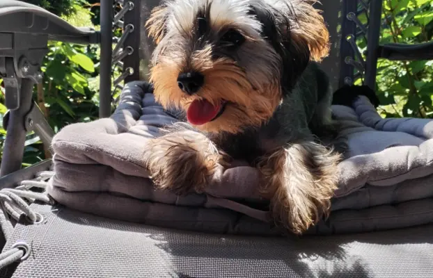 Yorkshire terrier suczka 7