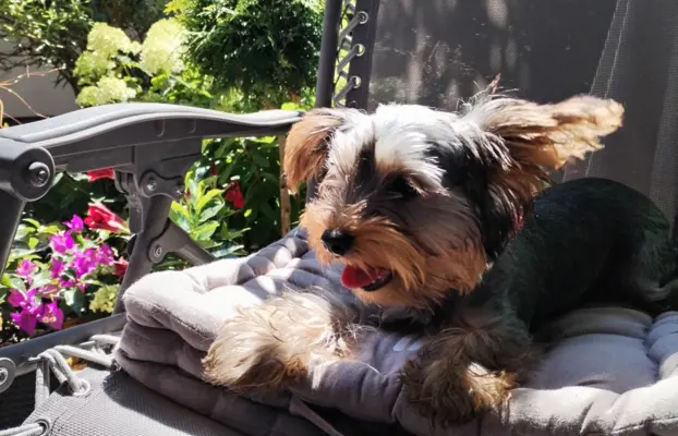 Yorkshire terrier suczka 8