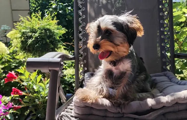 Yorkshire terrier suczka 9
