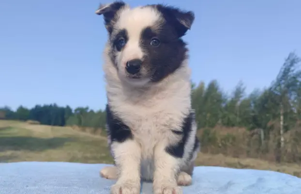 Prześliczna Suczka BORDER COLLIE - pełna dok. super rodzice 2