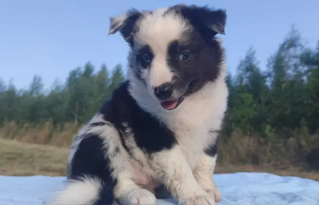 Prześliczna Suczka BORDER COLLIE - pełna dok. super rodzice 3
