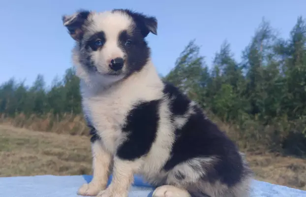 Prześliczna Suczka BORDER COLLIE - pełna dok. super rodzice 1