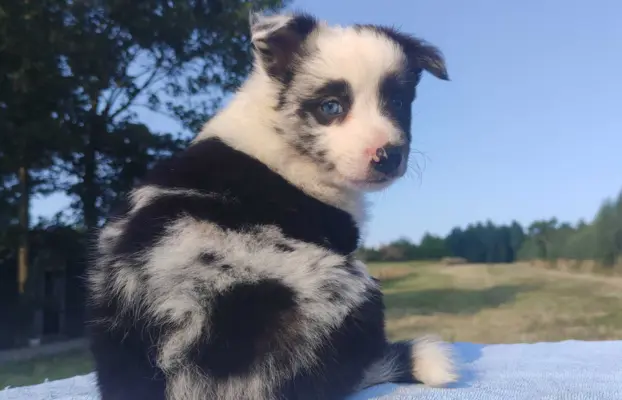 Prześliczna Suczka BORDER COLLIE - pełna dok. super rodzice 4