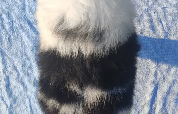 Prześliczna Suczka BORDER COLLIE - pełna dok. super rodzice 5