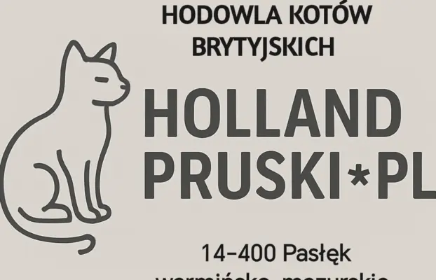 Kocurek brytyjski krótkowłosy ,zapraszam do rezerwacji 4