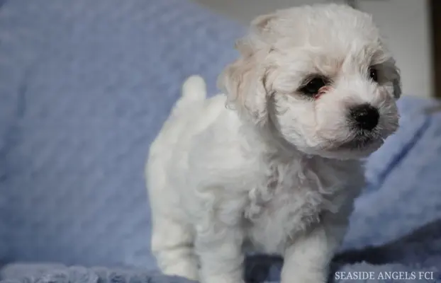 Bichon Frise –szczenięta z hodowli Seaside Angels(FCI) 2