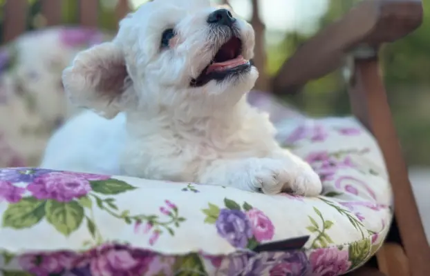 Bichon Frise –szczenięta z hodowli Seaside Angels(FCI) 4