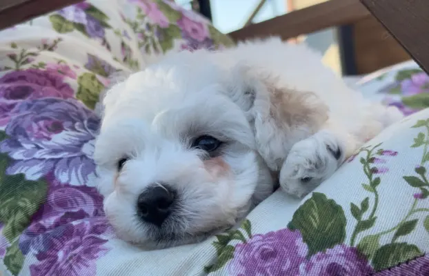 Bichon Frise –szczenięta z hodowli Seaside Angels(FCI) 3