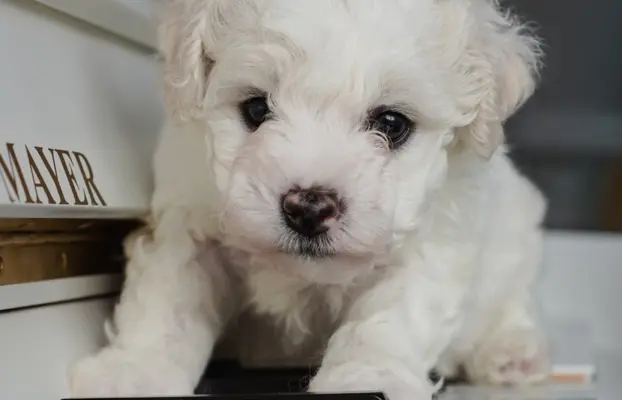 Bichon Frise –szczenięta z hodowli Seaside Angels(FCI) 6