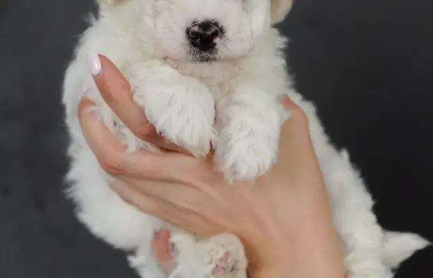Bichon Frise –szczenięta z hodowli Seaside Angels(FCI) 7