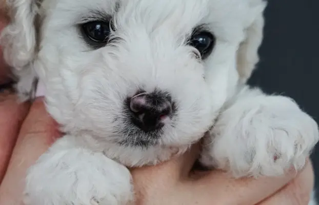 Bichon Frise –szczenięta z hodowli Seaside Angels(FCI) 8