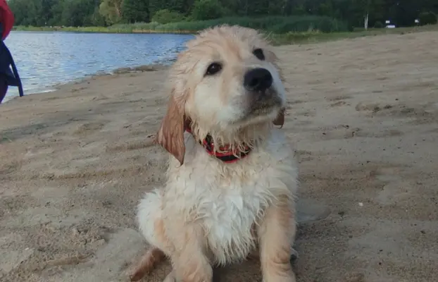 Golden retriever po przebadanych rodzicach gotowe do odbioru 1
