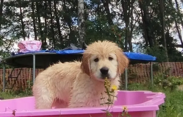 Golden retriever po przebadanych rodzicach gotowe do odbioru 2