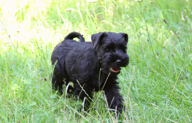 Piękny piesek sznaucer miniaturowy czarny 8