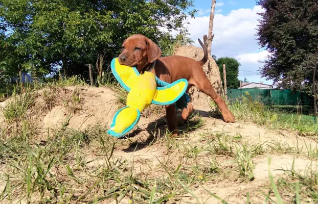 Rhodesian Ridgeback FCI - Spirit of Africa - miot 2026 - Uma 1