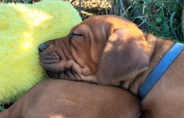 Rhodesian Ridgeback FCI - Spirit of Africa - miot 2026 - Uma 2