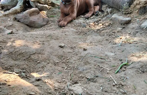 Rhodesian Ridgeback FCI - Spirit of Africa - miot 2026 - Uma 3