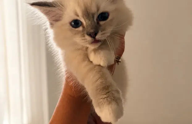 Ragdoll kotka z rodowodem 6