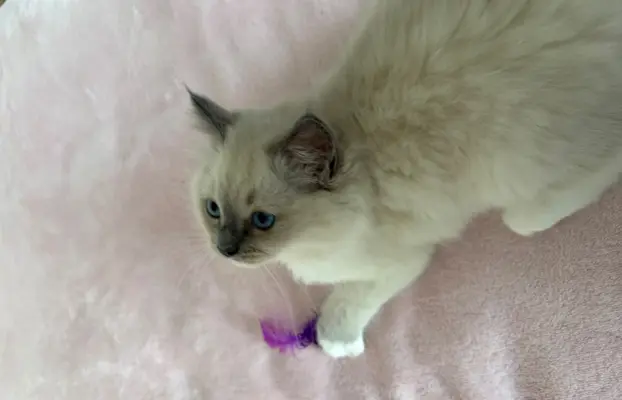 Ragdoll kotka z rodowodem 4