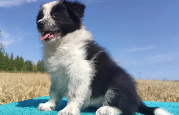 Przepiękna suczka BORDER COLLIE - dokumenty hod, badania rod 1