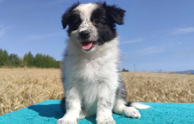 Przepiękna suczka BORDER COLLIE - dokumenty hod, badania rod 2
