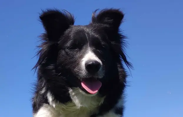 Przepiękna suczka BORDER COLLIE - dokumenty hod, badania rod 4