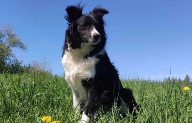 Przepiękna suczka BORDER COLLIE - dokumenty hod, badania rod 5