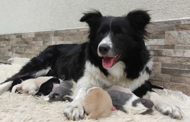 Przepiękna suczka BORDER COLLIE - dokumenty hod, badania rod 6