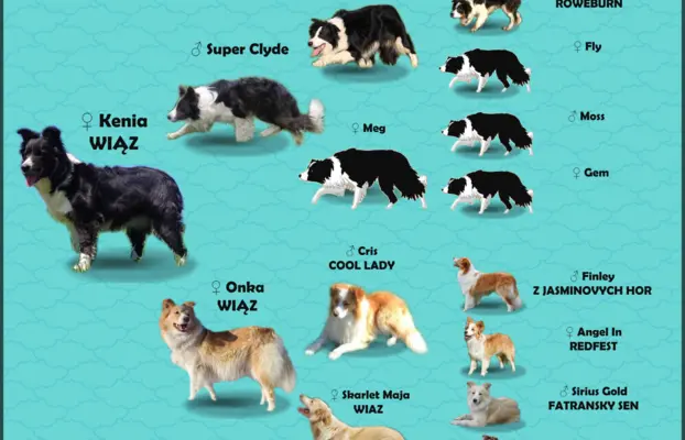 Przepiękna suczka BORDER COLLIE - dokumenty hod, badania rod 7