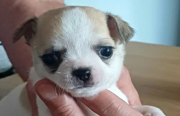 Wyjątkowy Liliowy Chłopczyk 15