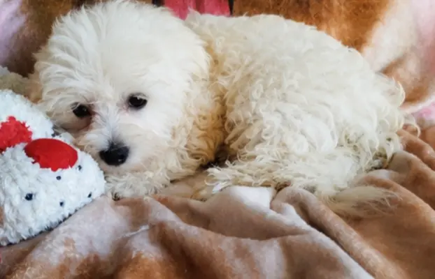 OSTATNIpiesek Maltipoo 1