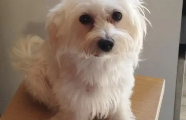 OSTATNIpiesek Maltipoo 5
