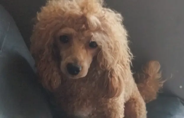 OSTATNIpiesek Maltipoo 4
