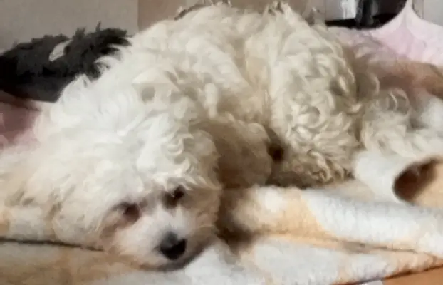 OSTATNIpiesek Maltipoo 2