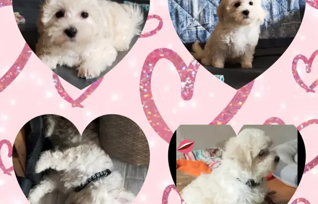 OSTATNIpiesek Maltipoo 3