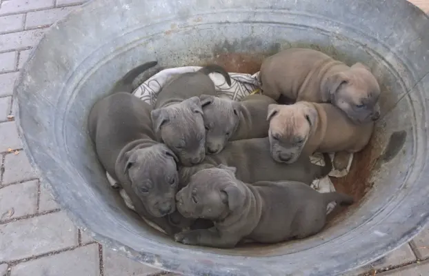 Blue szczenie American Staffordshire Terrier pies piesek 1