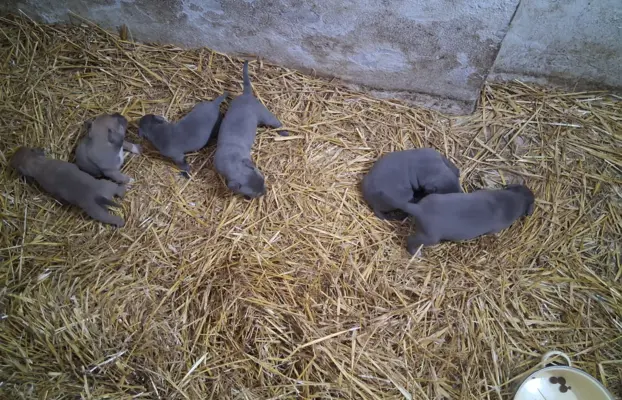 Blue szczenie American Staffordshire Terrier pies piesek 2